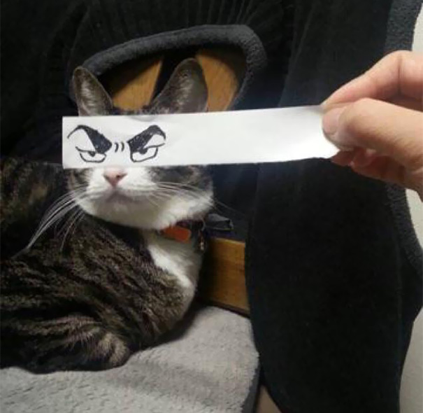 нарисованные глаза кошка
