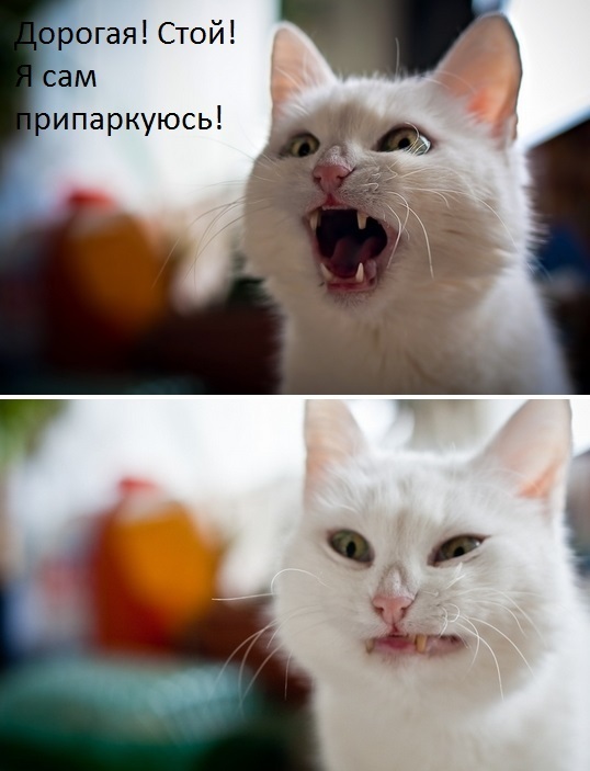 Эмоции кота