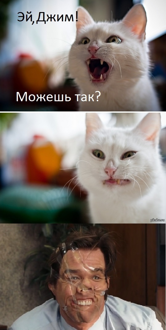 Эмоции кота