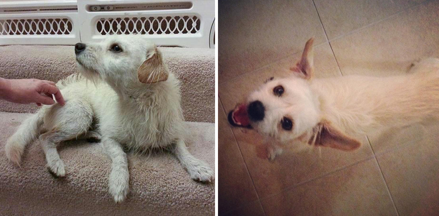 собаки до и после приюта