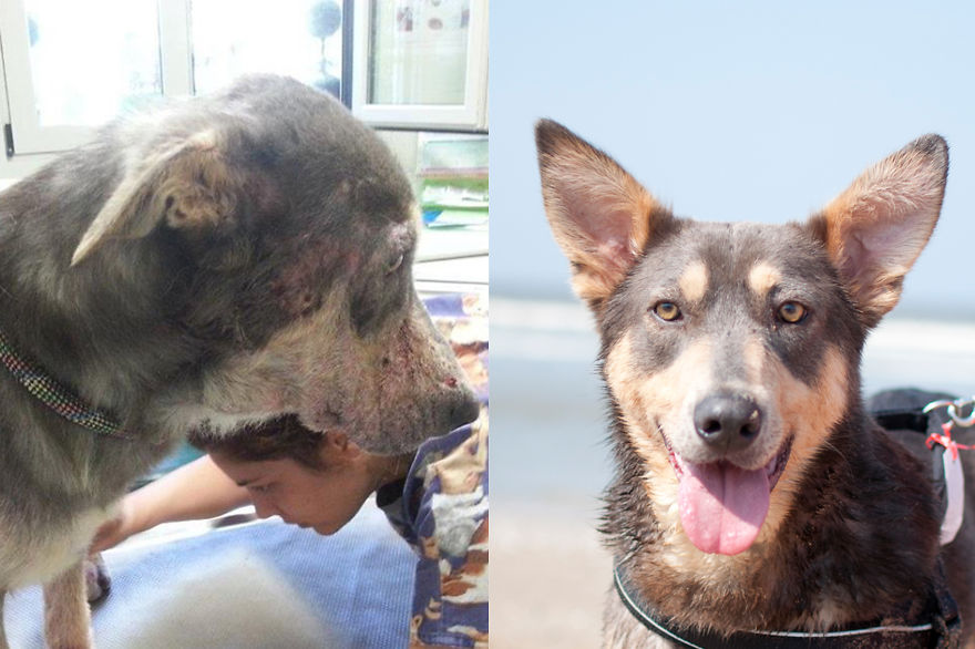 собаки до и после приюта