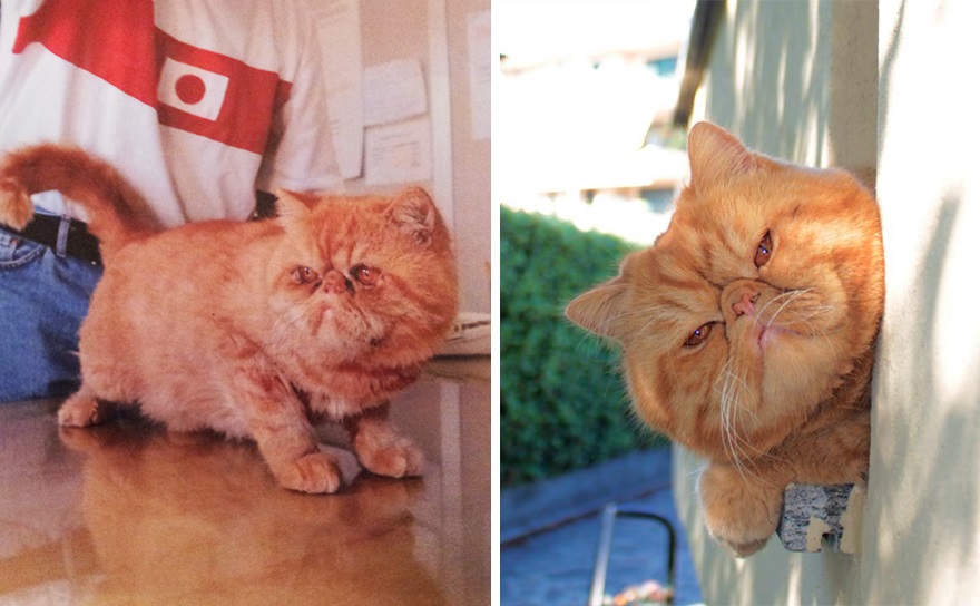 кошки  до и после приюта