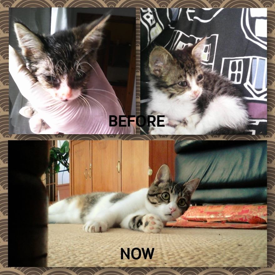 кошки  до и после приюта